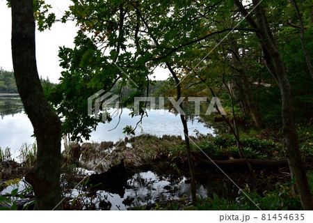 知床五湖遊歩道の風景 81454635