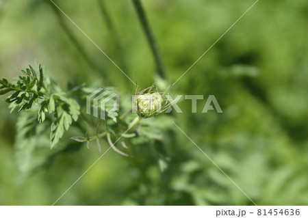 Wild carrot flower 81454636