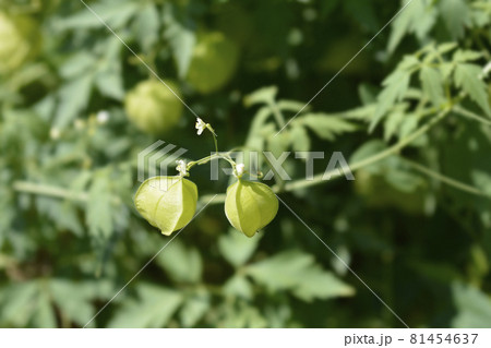 Balloon vine Balloon vine 81454637