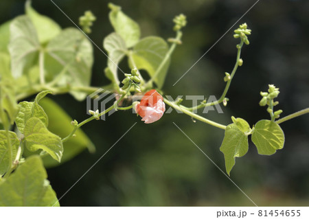 Scarlet runner bean Scarlet runner bean 81454655