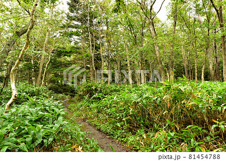 知床五湖遊歩道の風景 知床五湖遊歩道の風景 81454788