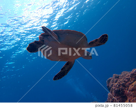 下から見たウミガメ 81455058