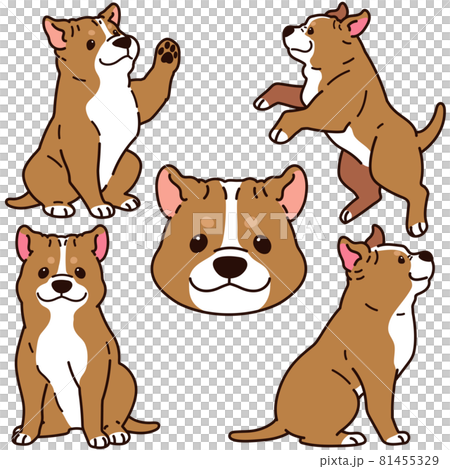 簡單可愛的美國比特鬥牛犬插圖集,帶主線 簡單可愛的美國比特鬥牛犬插圖集,帶主線 81455329