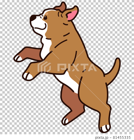 一隻簡單可愛的美國比特鬥牛犬的插圖,它與一條主線一起跳躍 一隻簡單可愛的美國比特鬥牛犬的插圖,它與一條主線一起跳躍 81455335