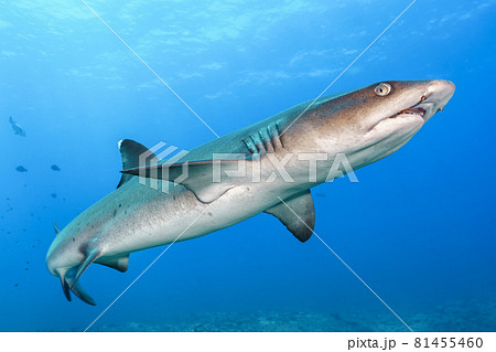 ネムリブカ ネムリブカ 81455460