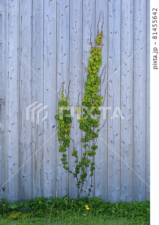 板壁のイメージ（ツタ模様） 81455642