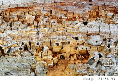 Texture of decaying wood trunk with cracks and holes Texture of decaying wood trunk with cracks and holes 81456193