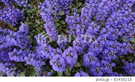 紫色の花 紫色の花 81456218
