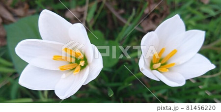 白い花 白い花 81456220