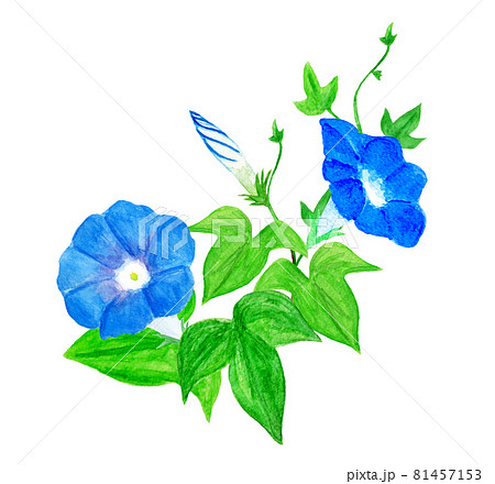 青いアサガオの水彩イラストのイラスト素材