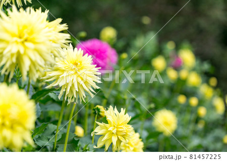 埼玉県小鹿野町 両神山麓 花の郷ダリア園 埼玉県小鹿野町 両神山麓 花の郷ダリア園 81457225
