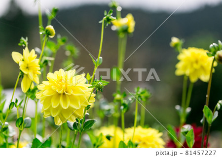埼玉県小鹿野町 両神山麓 花の郷ダリア園の写真素材