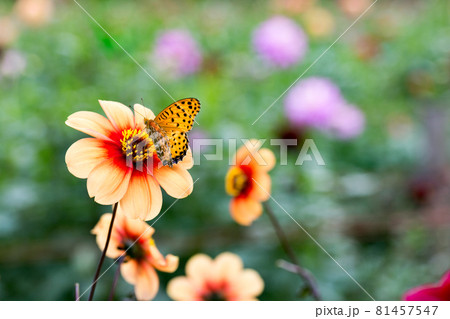 埼玉県小鹿野町 両神山麓 花の郷ダリア園 埼玉県小鹿野町 両神山麓 花の郷ダリア園 81457547