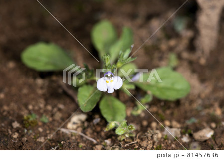 トキワハゼ 81457636