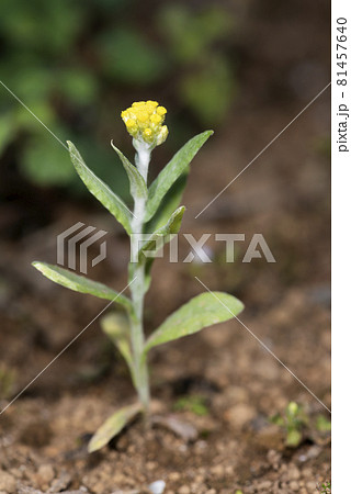 ハハコグサ ハハコグサ 81457640