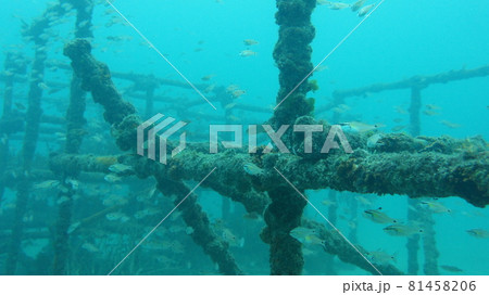 海亀を観察するダイバー 81458206