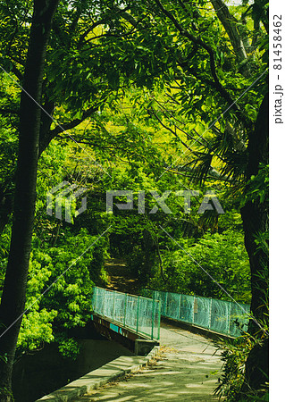 ハイキングの途中にある橋と緑の木 ハイキングの途中にある橋と緑の木 81458462