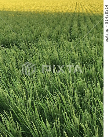 晩夏の田園 +~Late summer countryside~+ 晩夏の田園 +~Late summer countryside~+ 81458514