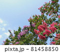 サルスベリ（百日紅）青空に鮮やか 81458850