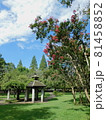 公園に咲くサルスベリ（百日紅）の花 81458852