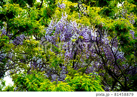 藤の花と国府津のハイキングコース 藤の花と国府津のハイキングコース 81458879