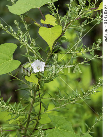 草の中に咲くマメアサガオの花 草の中に咲くマメアサガオの花 81458897