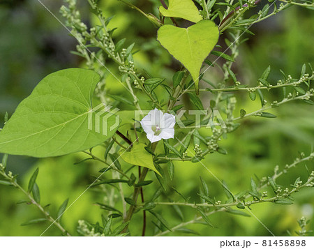 草の中に咲くマメアサガオの花 81458898