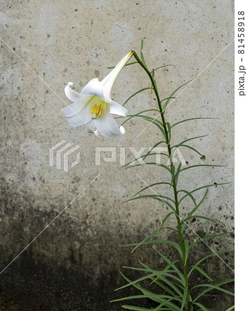 タカサゴユリの花 81458918