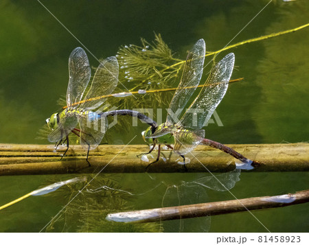 池で産卵するギンヤンマ 池で産卵するギンヤンマ 81458923