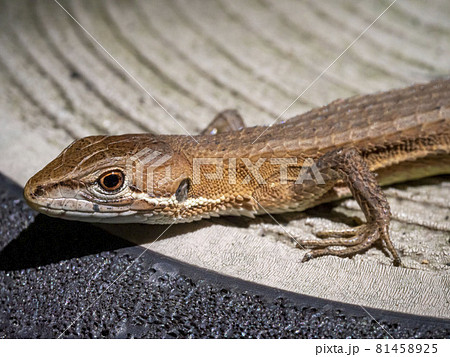 ニホンカナヘビ 81458925