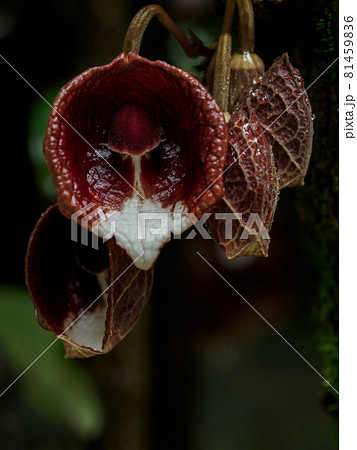 アリストロキア アルボレア アリストロキア アルボレア 81459836