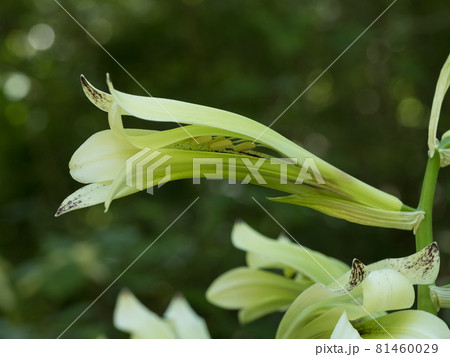 姥百合の花 81460029