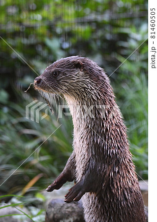 ユーラシアカワウソ3 ユーラシアカワウソ3 81460505
