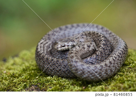 Textured dice snake basking on green ground with blurred background Textured dice snake basking on green ground with blurred background 81460855