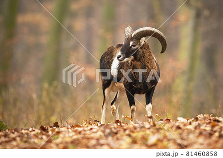Mouflon ram standing in forest with foliage in autumn Mouflon ram standing in forest with foliage in autumn 81460858