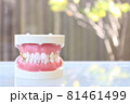 歯科模型 81461499
