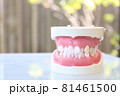 歯科模型 81461500