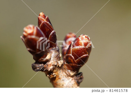 木の芽　モチノキ　広葉樹　冬芽　1月 81461578