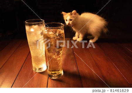 グラスに入った冷たいハイボールを遠くから見ている子猫 グラスに入った冷たいハイボールを遠くから見ている子猫 81461629