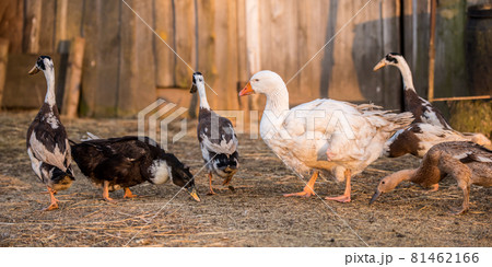 Group of geese walking around yard and garden 81462166