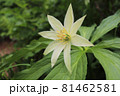 石川県・白山で咲くキヌガサソウ 81462581