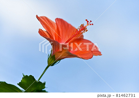 ハイビスカス 81462731