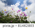 青空に向かって咲くハクサンフウロとミヤマキンポウゲの花 81462803