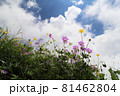 青空に向かって咲くハクサンフウロとミヤマキンポウゲの花 81462804