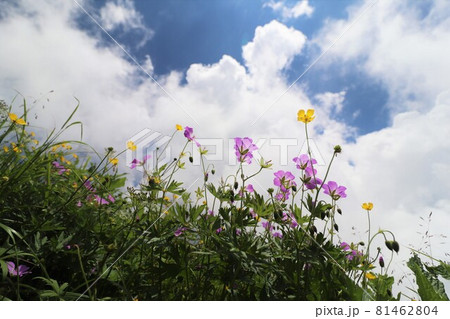 青空に向かって咲くハクサンフウロとミヤマキンポウゲの花 青空に向かって咲くハクサンフウロとミヤマキンポウゲの花 81462804