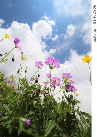 青空に向かって咲くハクサンフウロとミヤマキンポウゲの花 青空に向かって咲くハクサンフウロとミヤマキンポウゲの花 81462806