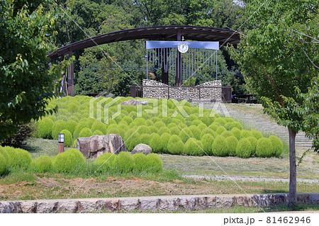 馬見丘陵公園 満開の彼岸花 と夏の花々 馬見丘陵公園 満開の彼岸花 と夏の花々 81462946