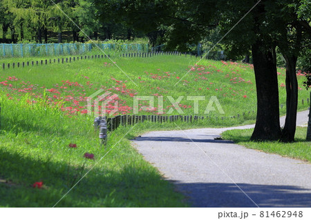 馬見丘陵公園 満開の彼岸花 と夏の花々 馬見丘陵公園 満開の彼岸花 と夏の花々 81462948