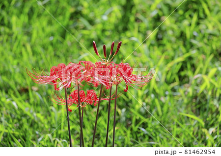 馬見丘陵公園 満開の彼岸花 と夏の花々 馬見丘陵公園 満開の彼岸花 と夏の花々 81462954