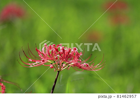 馬見丘陵公園　満開の彼岸花　と夏の花々 81462957